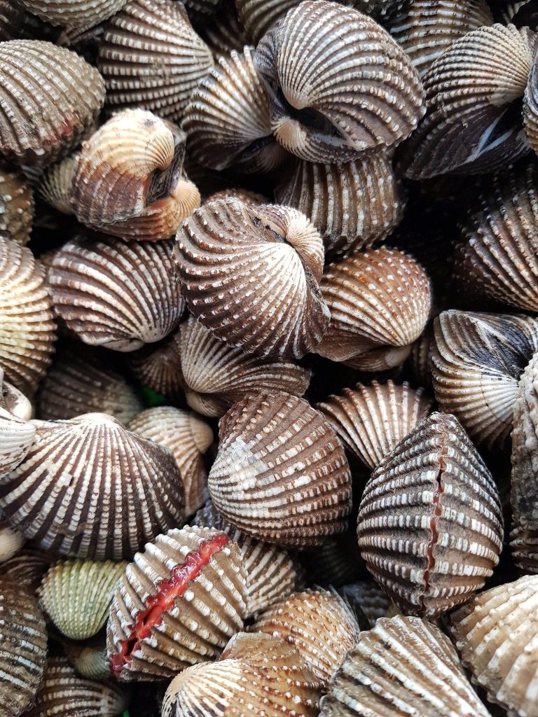 Sò huyết lớn