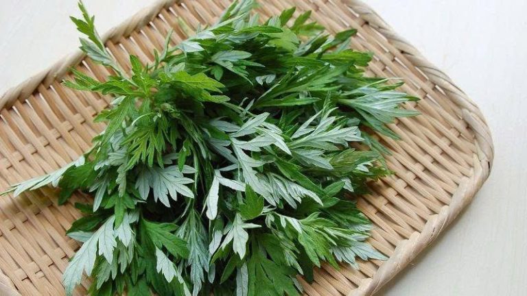 Ngải cứu
