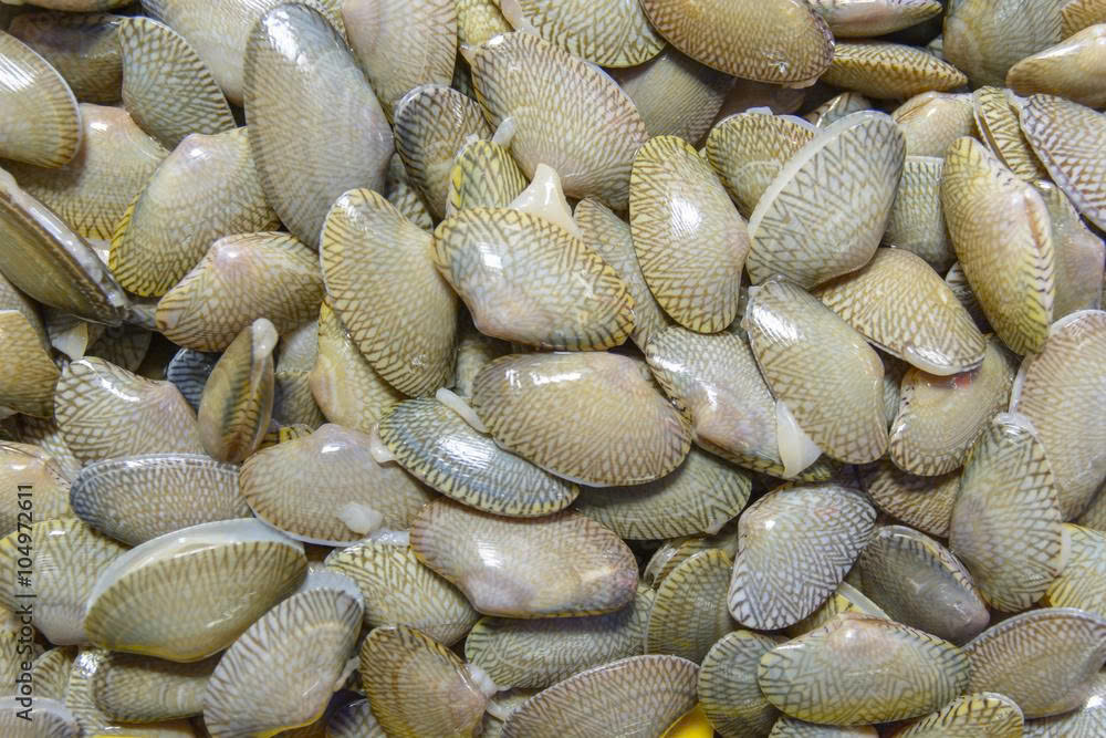 Chem chép lớn