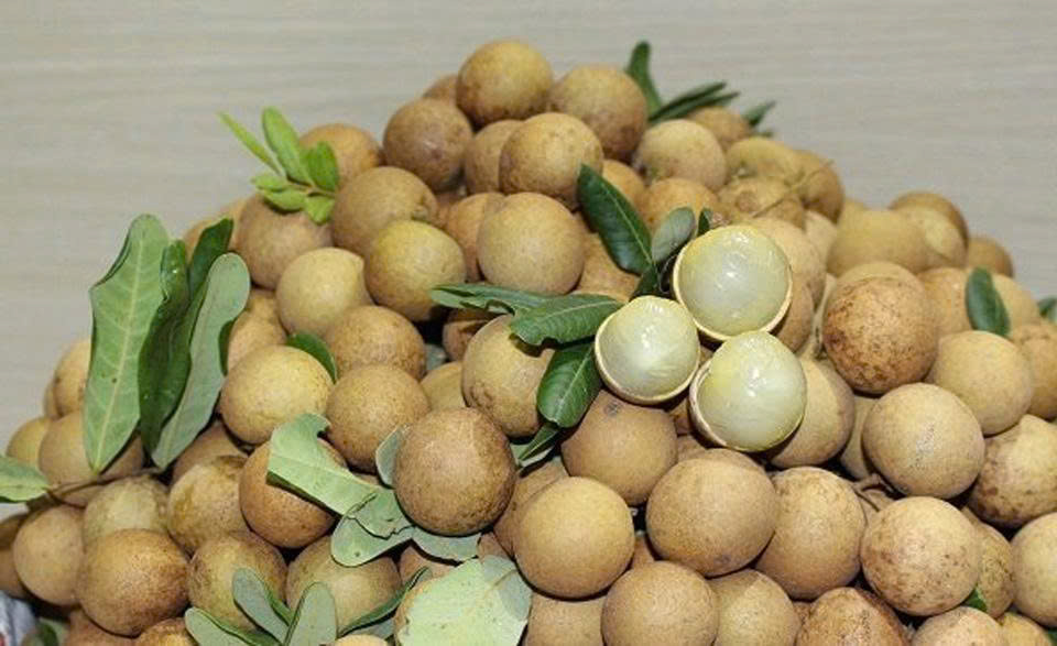 Nhãn xuồng