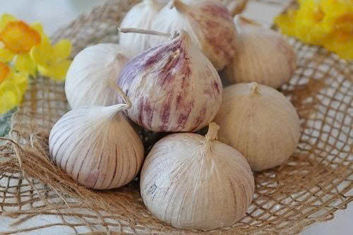 Tỏi cô đơn