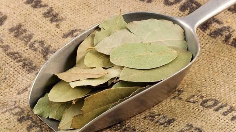 Lá nguyệt quế