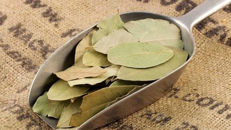 Lá nguyệt quế
