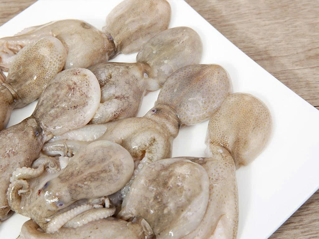 Bạch tuộc nhỏ