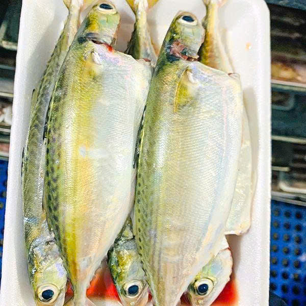 Cá bạc má lớn