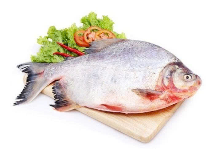 Cá chim trắng