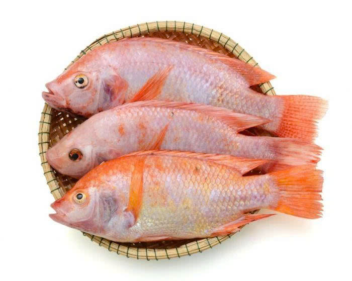 Cá diêu hồng