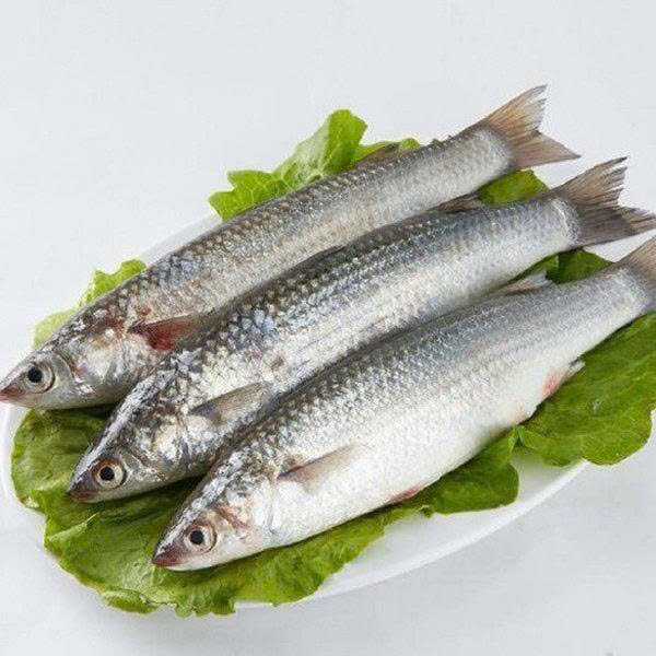Cá đối