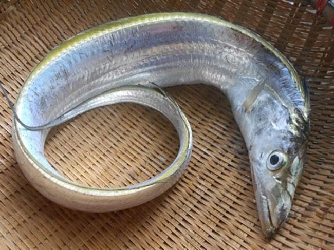 Cá hố lớn tươi