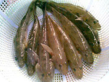 Cá bóng biển