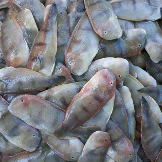 Cá lưỡi mèo tươi