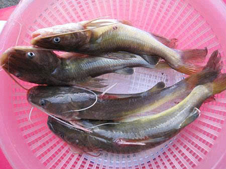 Cá lăng