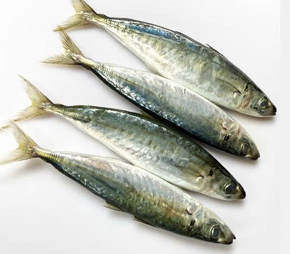 Cá nục