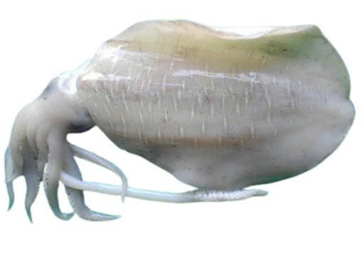 Mực lá lớn