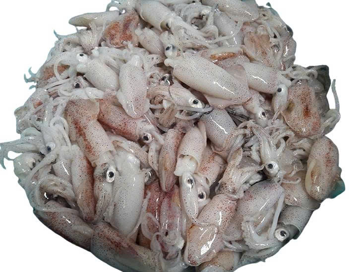 Mực ống nhỏ